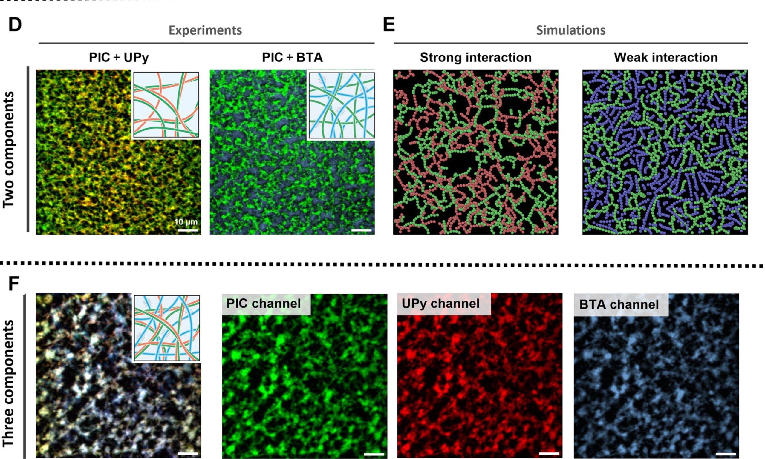 Fluorescence microscopy images and snapshots from computer simulations of the synthetic biomimetic hydrogels.